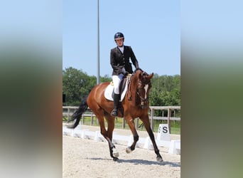 Zangersheider, Jument, 8 Ans, 170 cm, Bai