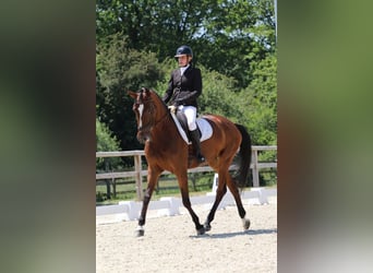 Zangersheider, Jument, 8 Ans, 170 cm, Bai