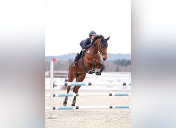 Zangersheider, Jument, 8 Ans, 173 cm, Bai