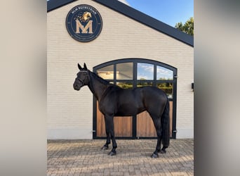 Zangersheider, Jument, 8 Ans, 173 cm, Noir