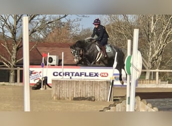 Zangersheider, Jument, 8 Ans, Gris