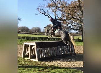 Zangersheider, Jument, 8 Ans, Gris