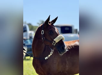 Zangersheider, Jument, 9 Ans, 162 cm, Bai
