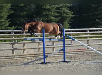 Zangersheider, Jument, 9 Ans, 162 cm, Bai
