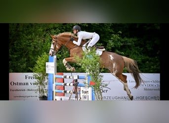 Zangersheider, Jument, 9 Ans, 166 cm, Alezan