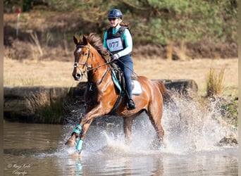 Zangersheider, Jument, 9 Ans, 166 cm, Alezan