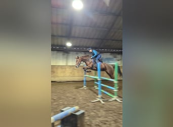 Zangersheider, Jument, 9 Ans, 166 cm, Alezan