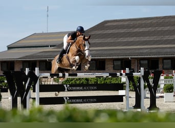 Zangersheider, Jument, 9 Ans, 166 cm, Alezan