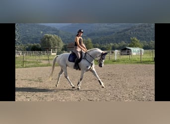 Zangersheider, Jument, 9 Ans, 166 cm, Gris