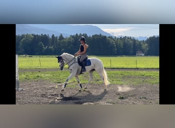 Zangersheider, Jument, 9 Ans, 166 cm, Gris