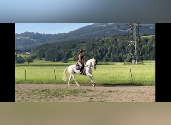 Zangersheider, Jument, 9 Ans, 166 cm, Gris