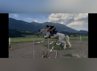 Zangersheider, Jument, 9 Ans, 166 cm, Gris