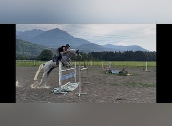 Zangersheider, Jument, 9 Ans, 166 cm, Gris