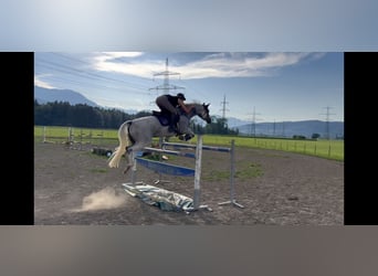 Zangersheider, Jument, 9 Ans, 166 cm, Gris