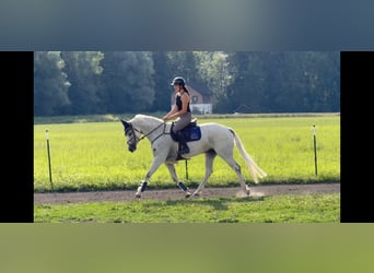 Zangersheider, Jument, 9 Ans, 166 cm, Gris