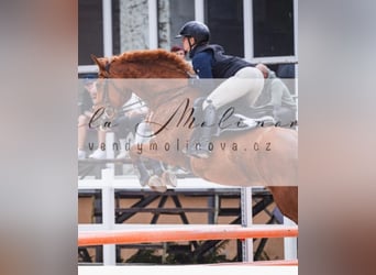 Zangersheider, Jument, 9 Ans, 167 cm, Alezan brûlé