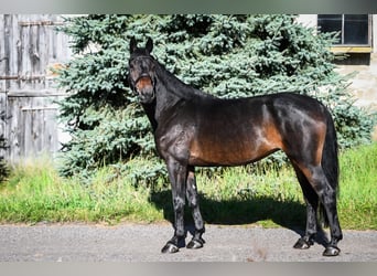 Zangersheider, Jument, 9 Ans, 167 cm, Bai brun foncé