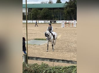 Zangersheider, Jument, 9 Ans, 167 cm, Gris