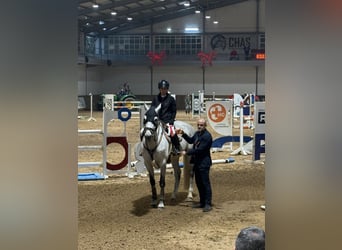Zangersheider, Jument, 9 Ans, 167 cm, Gris