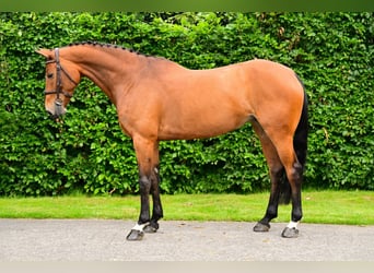 Zangersheider, Jument, 9 Ans, 168 cm, Bai