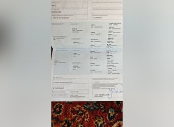 Zangersheider, Jument, 9 Ans, 168 cm, Gris