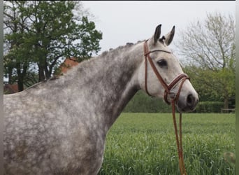 Zangersheider, Jument, 9 Ans, 168 cm, Gris