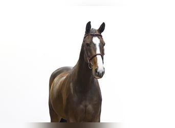 Zangersheider, Jument, 9 Ans, 171 cm, Bai brun