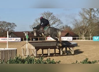 Zangersheider, Jument, 9 Ans, Gris