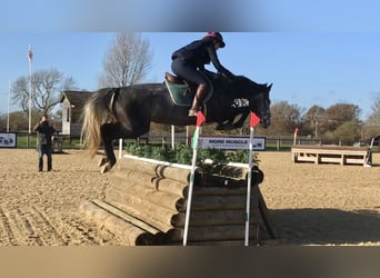 Zangersheider, Jument, 9 Ans, Gris