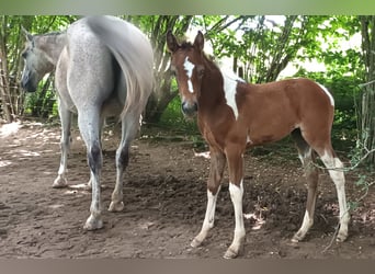 Zangersheider, Jument, Poulain (02/2024), 165 cm, Peut devenir gris