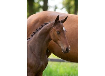 Zangersheider, Jument, Poulain (03/2026), Alezan