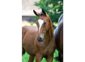 Zangersheider, Jument, Poulain (02/2026), Bai cerise