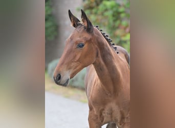 Zangersheider, Jument, Poulain (05/2025), Bai cerise