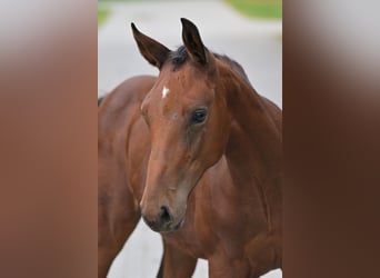 Zangersheider, Jument, Poulain (05/2025), Bai cerise