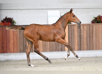 Zangersheider, Jument, Poulain (04/2025), Bai cerise