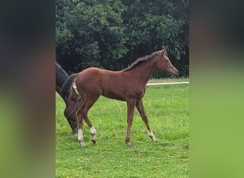 Zangersheider, Jument, Poulain (04/2026), Bai