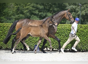 Zangersheider, Jument, Poulain (04/2024), Bai