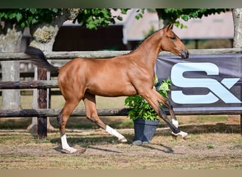 Zangersheider, Jument, Poulain (01/2026), Bai