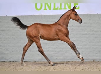 Zangersheider, Jument, Poulain (05/2026), Bai