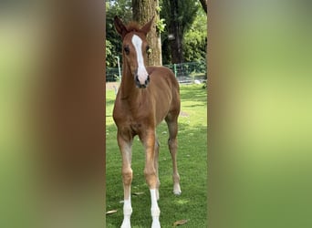 Zangersheider, Jument, Poulain (04/2026), Bai clair