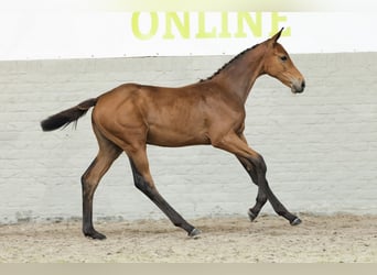 Zangersheider, Jument, 