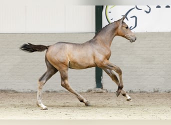 Zangersheider, Jument, 