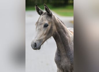 Zangersheider, Jument, Poulain (06/2025)