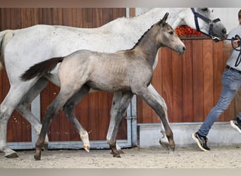 Zangersheider, Jument, Poulain (06/2025)