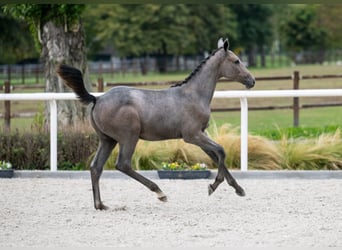 Zangersheider, Jument, Poulain (04/2024), Gris