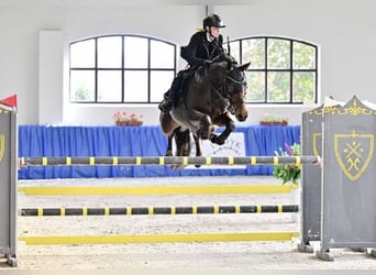 Zangersheider, Mare, 10 years, 16.1 hh, Brown