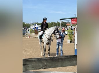 Zangersheider, Mare, 10 years, 16.1 hh, Grey