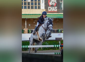 Zangersheider, Mare, 10 years, 16.1 hh, Grey