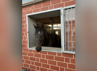 Zangersheider, Mare, 10 years, 16,1 hh, Smoky-Black