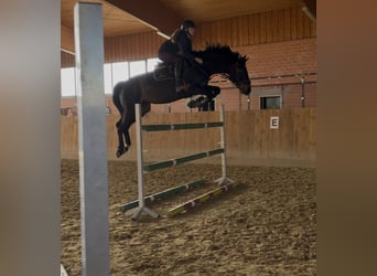 Zangersheider, Mare, 10 years, 16.1 hh, Smoky-Black Zangersheider, Mare, 10 years, 16.1 hh, Smoky-Black